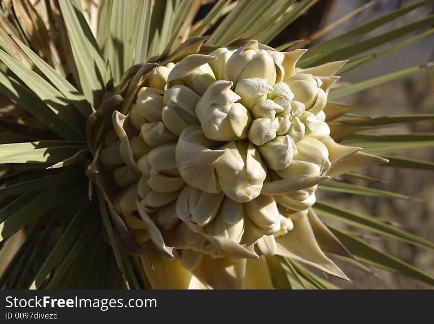 Bloom of Joshua Tree in Joshua Tree National. Bloom of Joshua Tree in Joshua Tree National