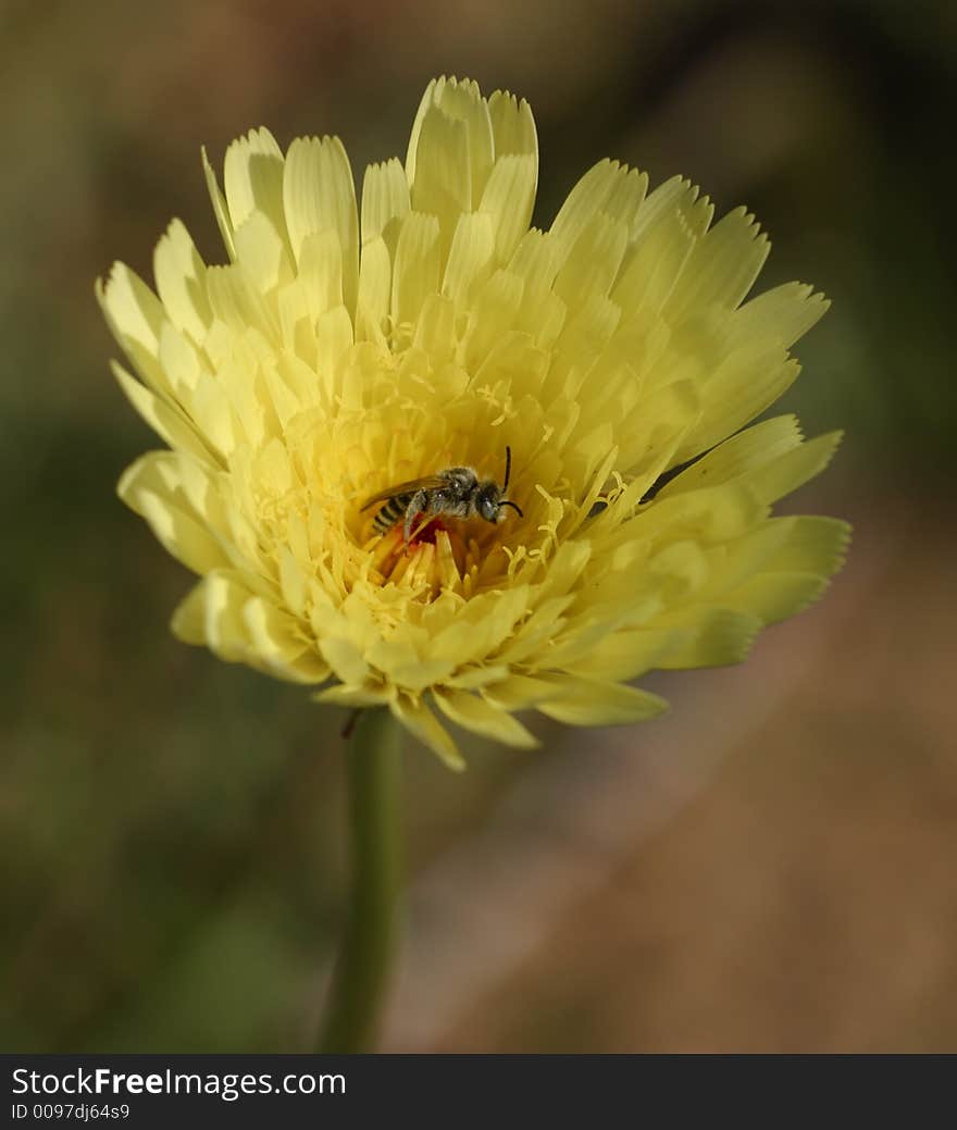 Desert Dandelion