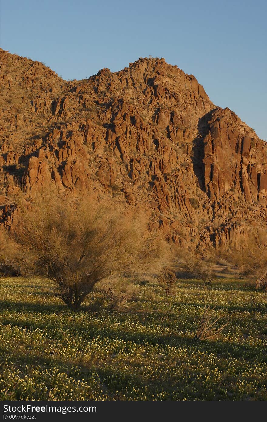 Field of desert wildflowers in Joshua Tree National Park with smoke tree and rocks. Field of desert wildflowers in Joshua Tree National Park with smoke tree and rocks.