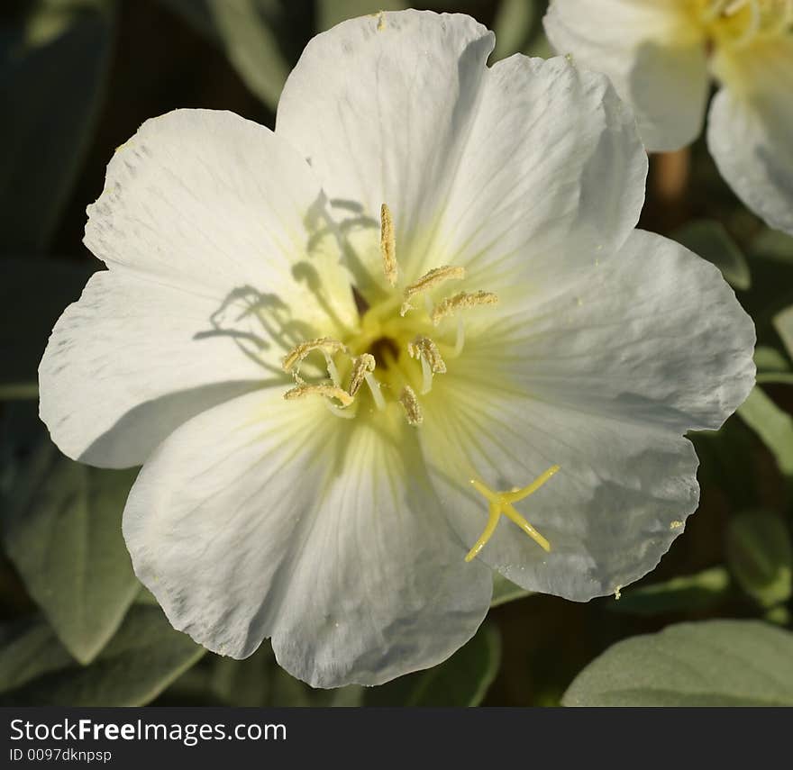 Desert Primrose