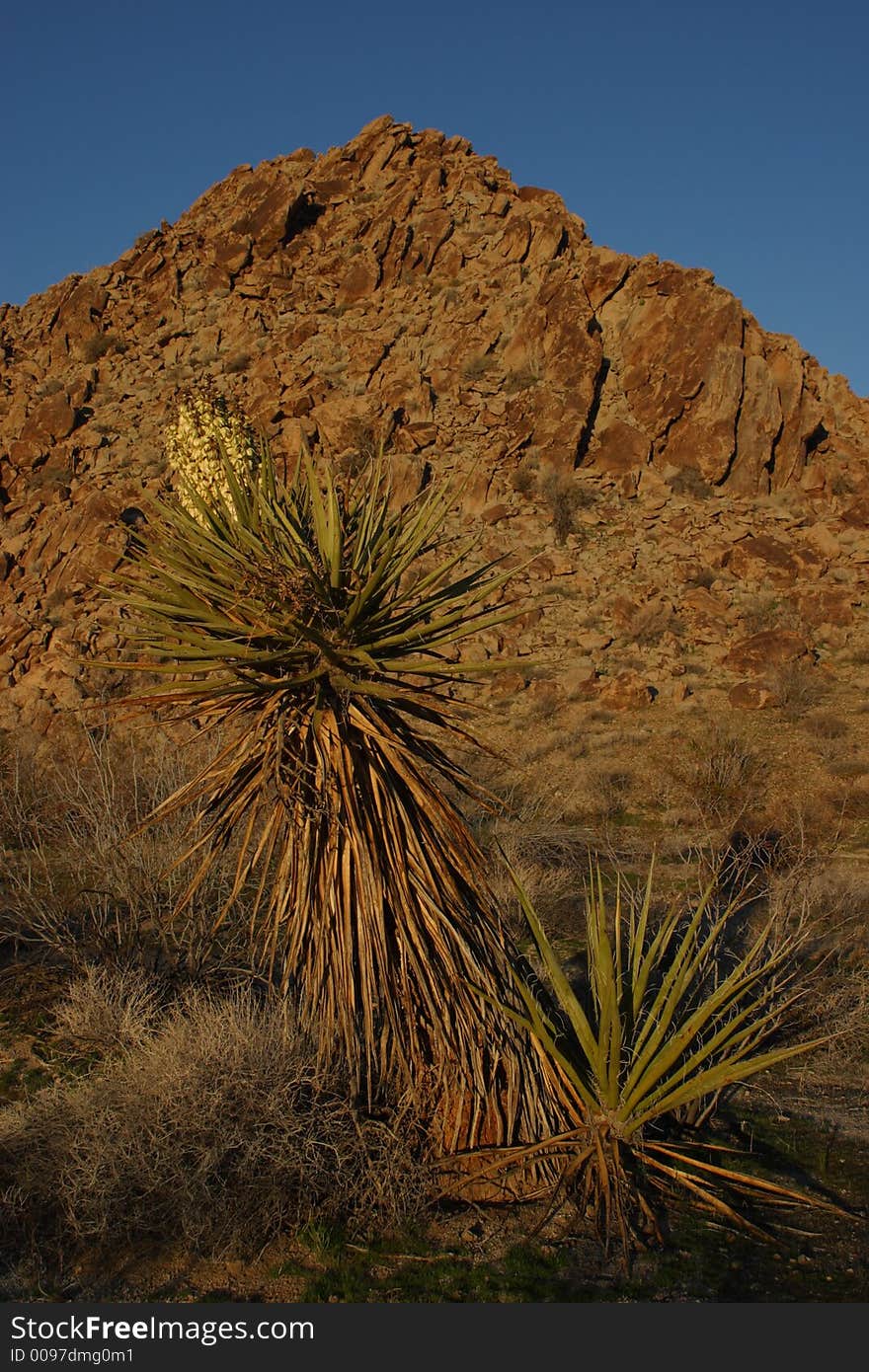 Mojave Yucca