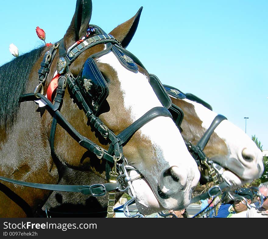 Clydesdale head close up