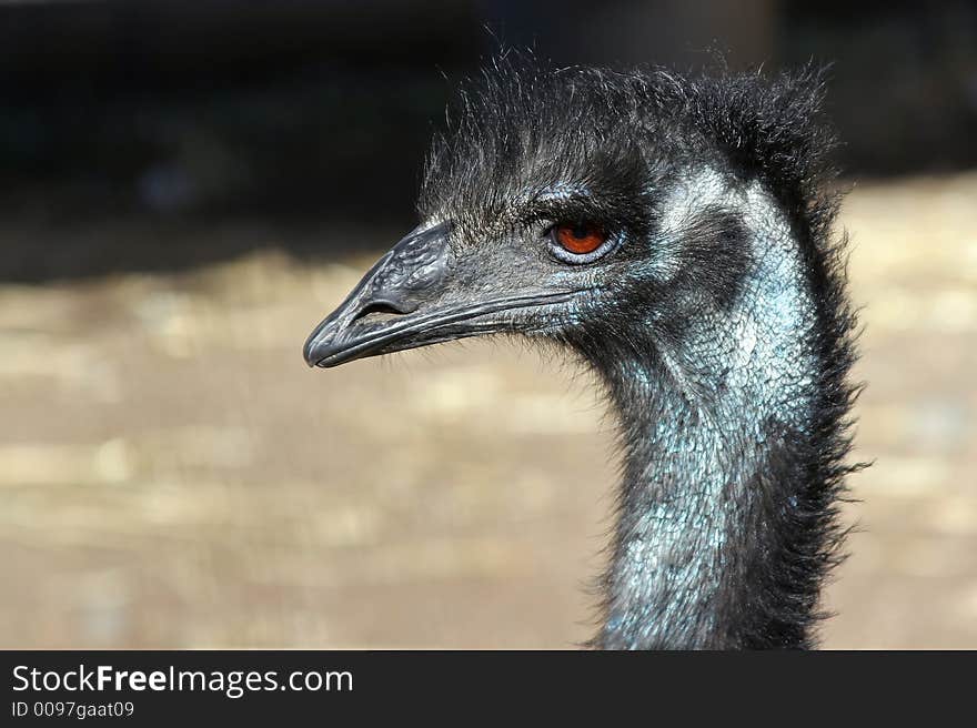 Detailed portrait of an Emu. Detailed portrait of an Emu.