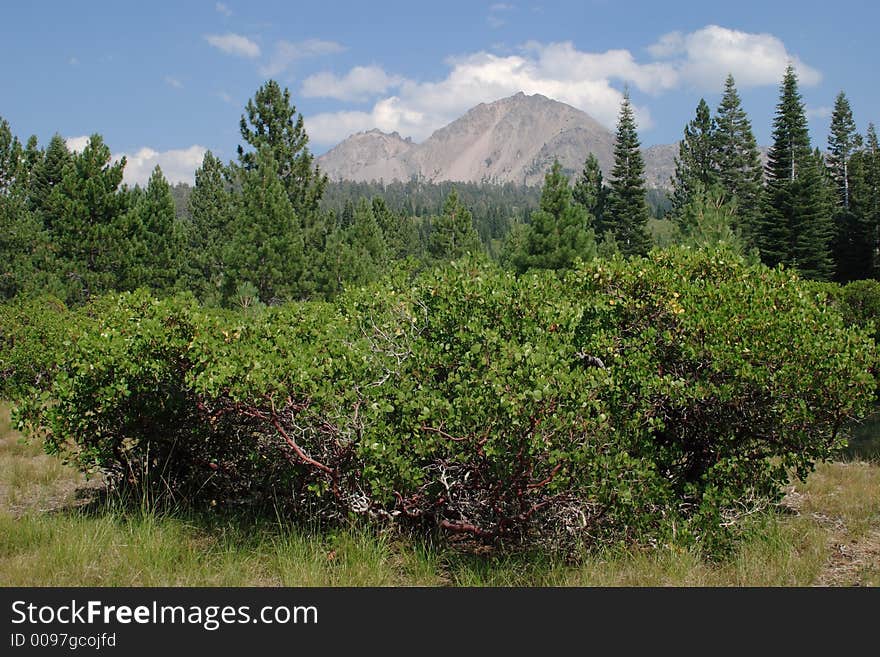 Manzanita Tree