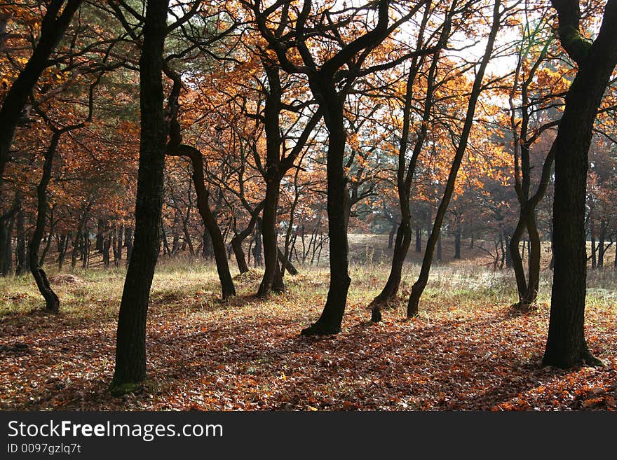 Beautiful yellow autumn forest for sunny