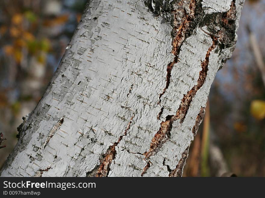 Birch barrel on the forest background