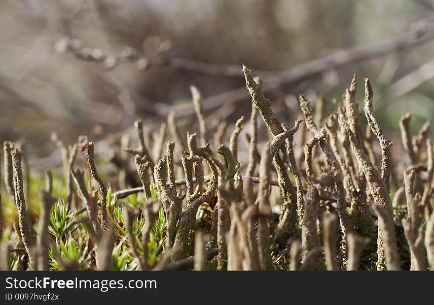 Exotic grey grass for macro