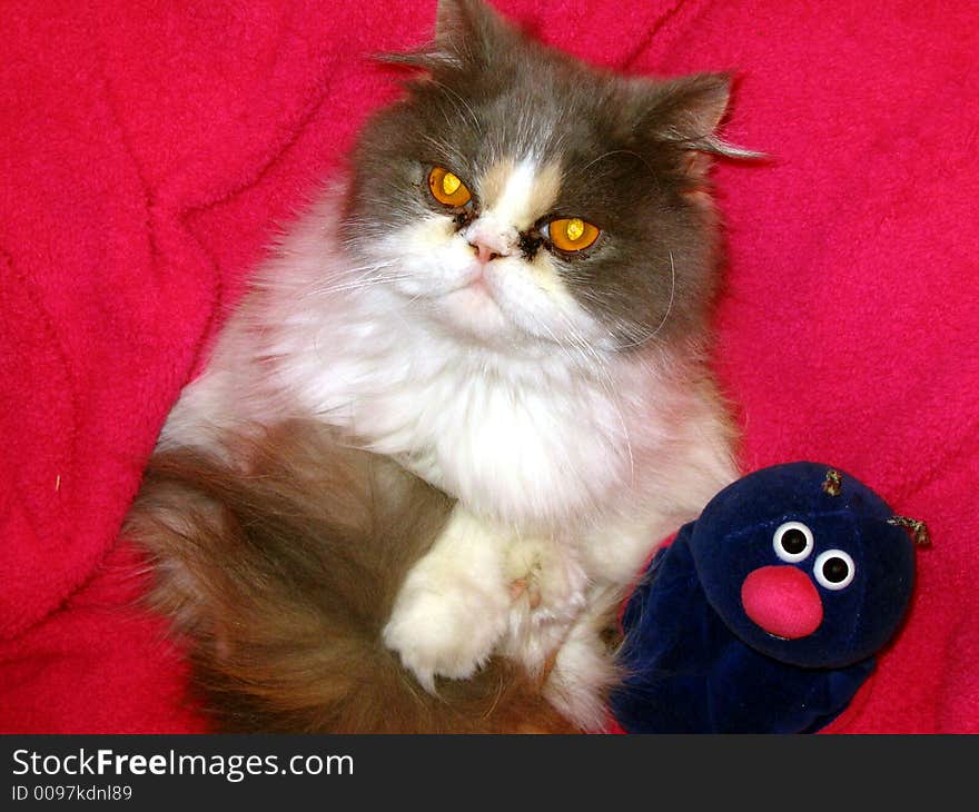 Persian cat and blue snale. Persian cat and blue snale