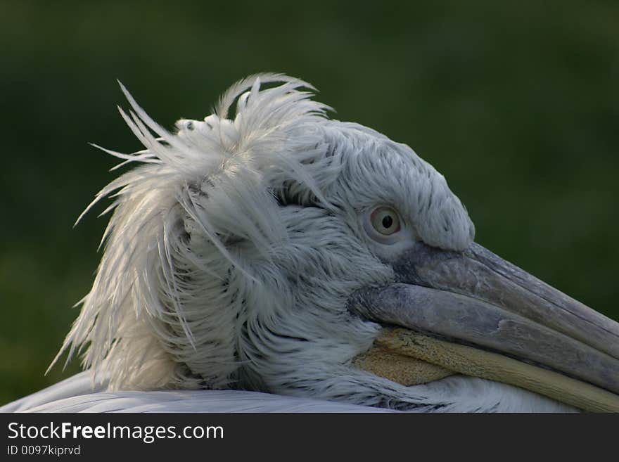 Lonely pelican waiting for his friends