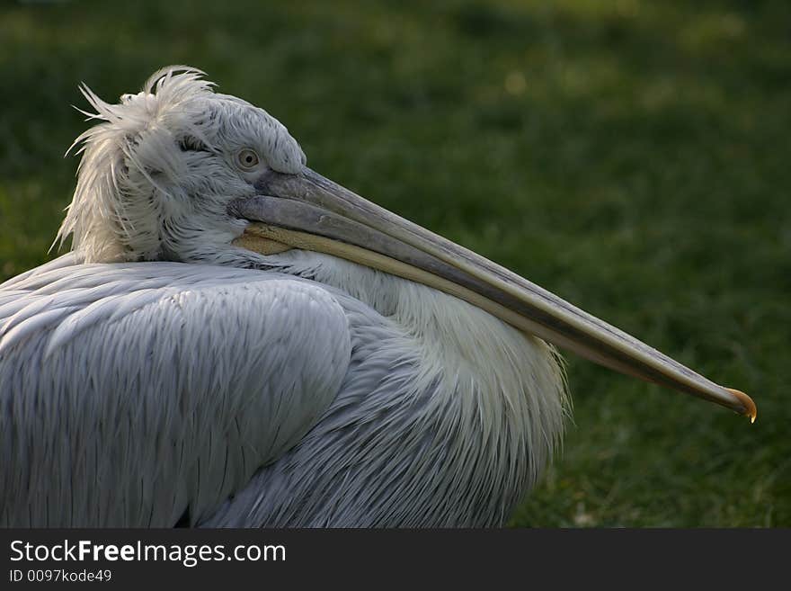 Pelican