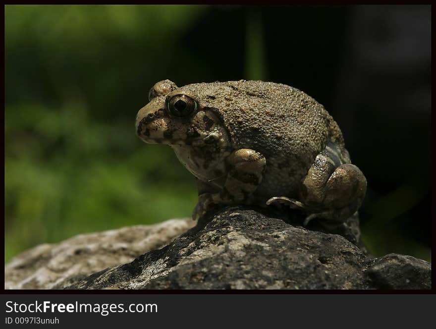 The looks and the mood is all that counts in a moment, This is a Burrowing frog found on a platue. The looks and the mood is all that counts in a moment, This is a Burrowing frog found on a platue