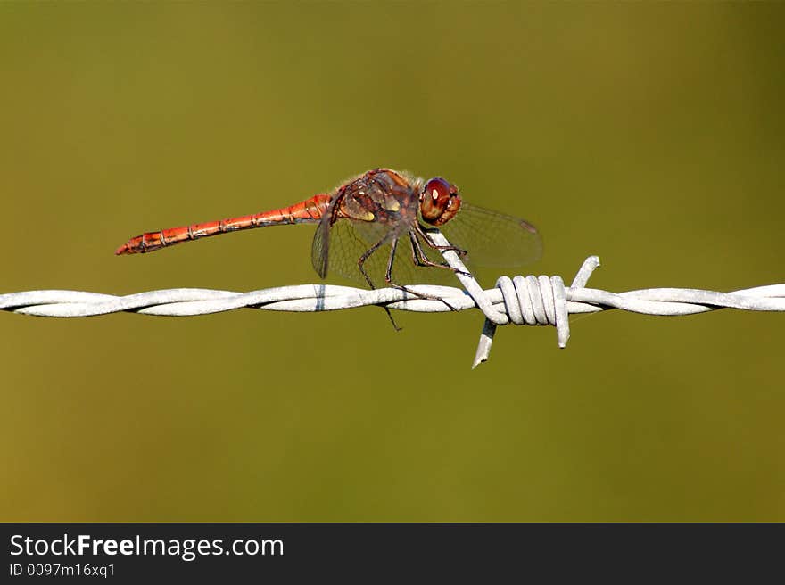 Dragonfly on a barbed-wire.