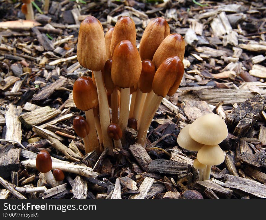 Brown and white funguses