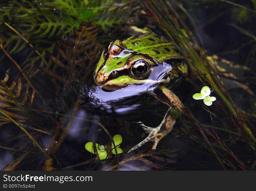 Brown frog in a pool from up close