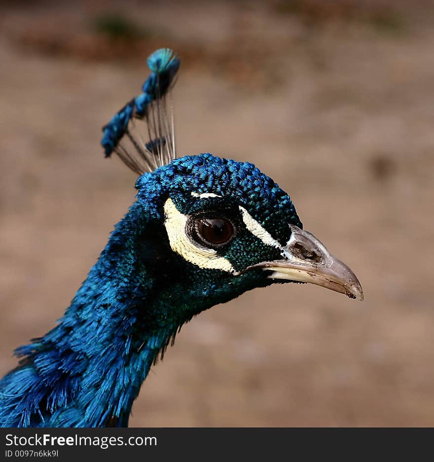 A peacock close-by looking into the camera