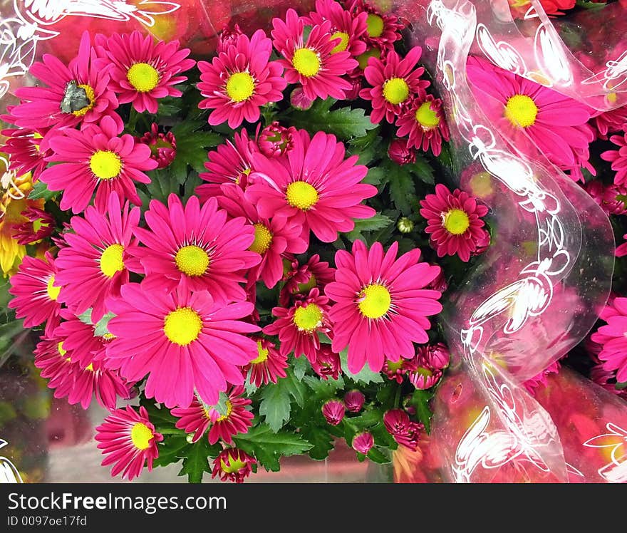 Pink Chrysanthemums in cellophane paper