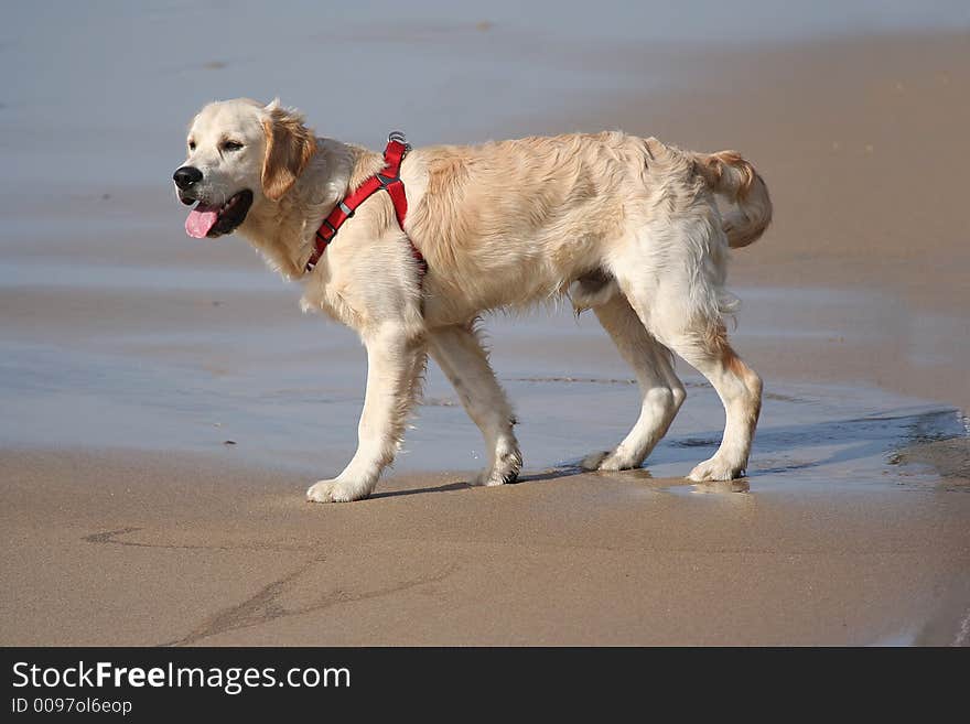 Labrador dog in the beach