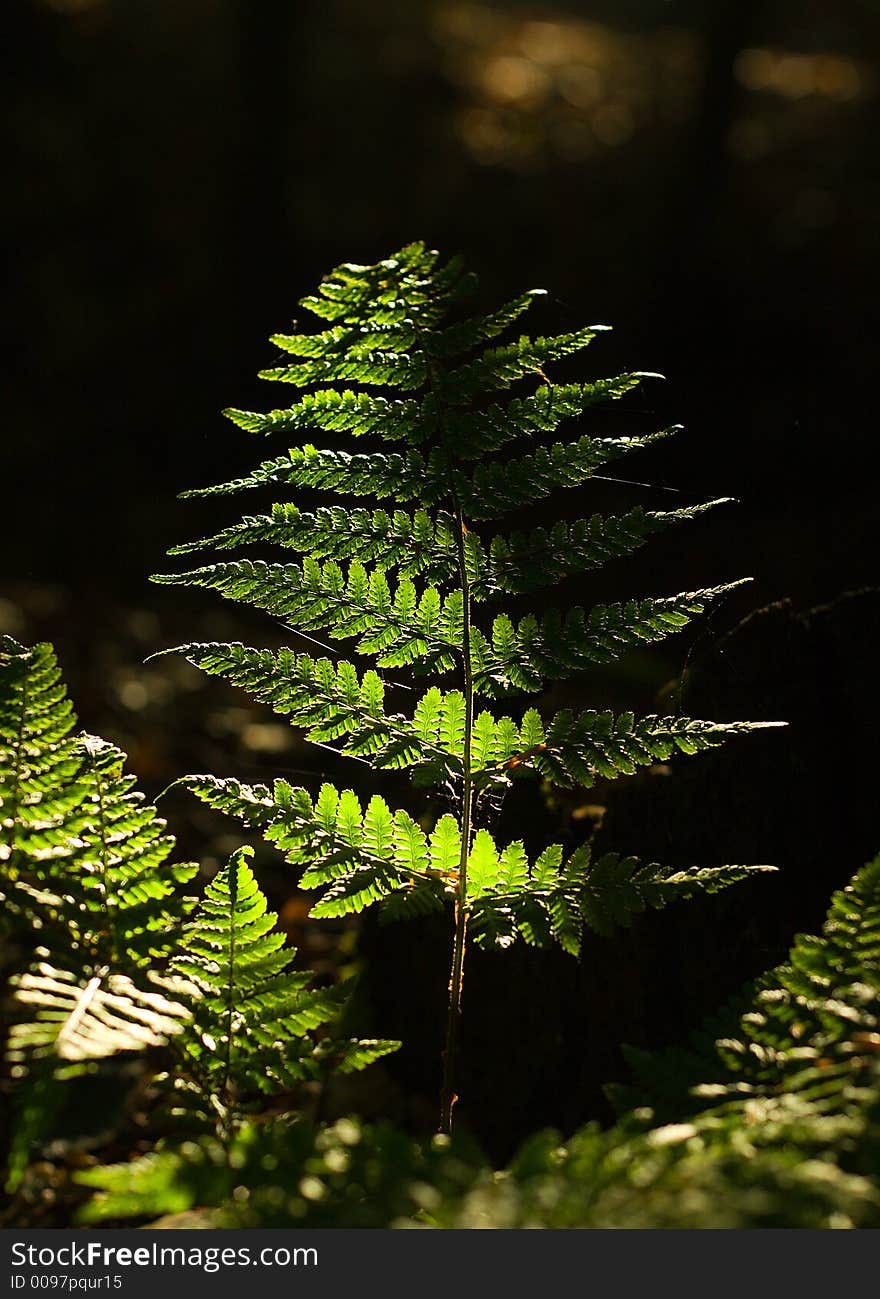 A beam of light falling onto a fern