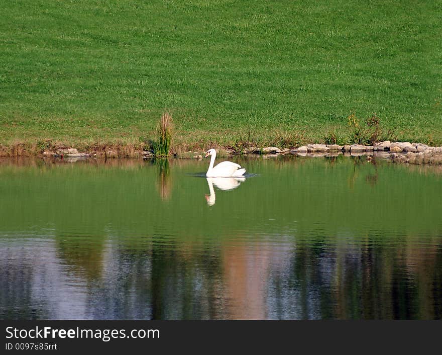 Swan swimming on a lake. Swan swimming on a lake