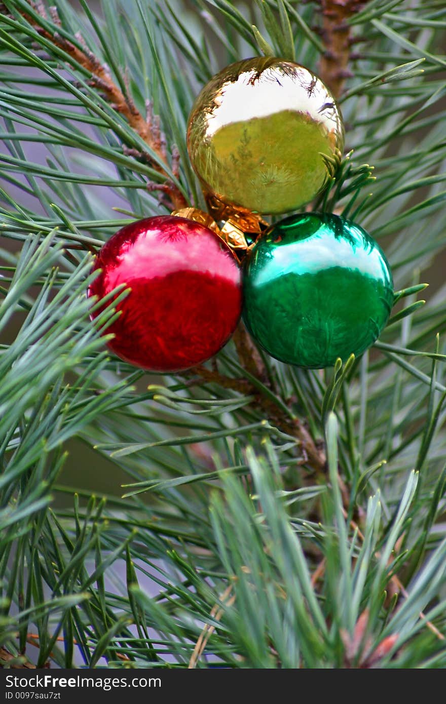 Red green and gold christmas bulbs in blue spruce tree. Red green and gold christmas bulbs in blue spruce tree