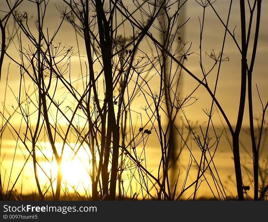 Field of dry grass weed against yellow sky sunset