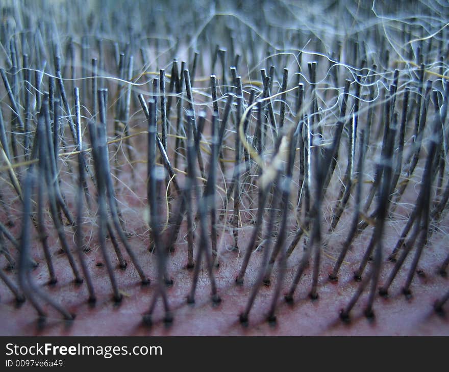 Dog Brush Closeup