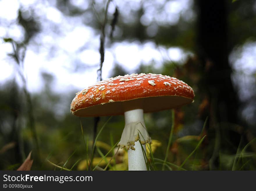 Red mushroom in forest