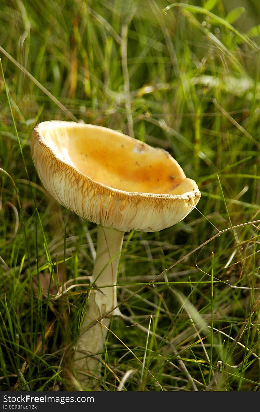 Yellow mushroom in meadow