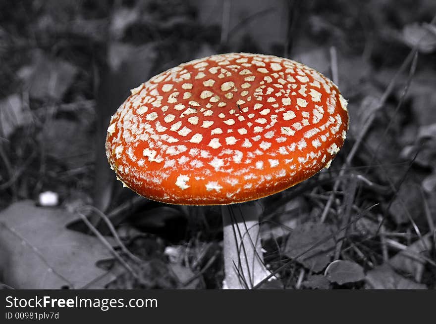 Red fungus white dots in forest with black and white background. Red fungus white dots in forest with black and white background