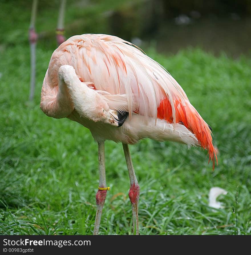 Portrait of Pink Flamingo in Zoo. Portrait of Pink Flamingo in Zoo