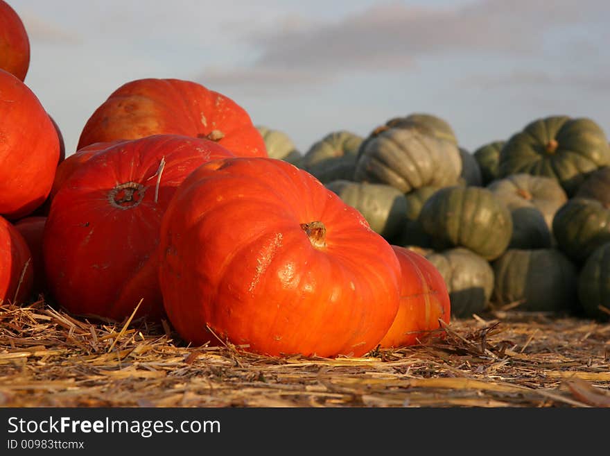 Orange and green round pumpkins in piles at sunset