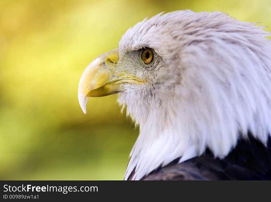 Bald Eagle (Haliaeetus leucocephalus) Profile Dark Eye