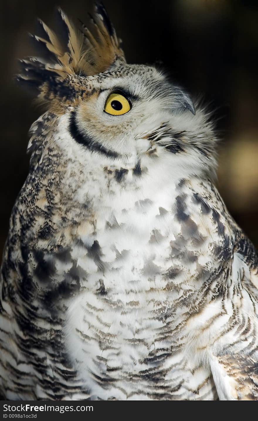 Great Horned Owl (Bubo virginianus) Looks Up