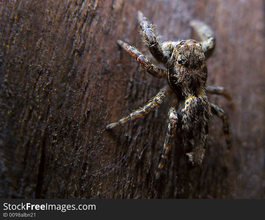 A Jumping Spider camouflaged on the background