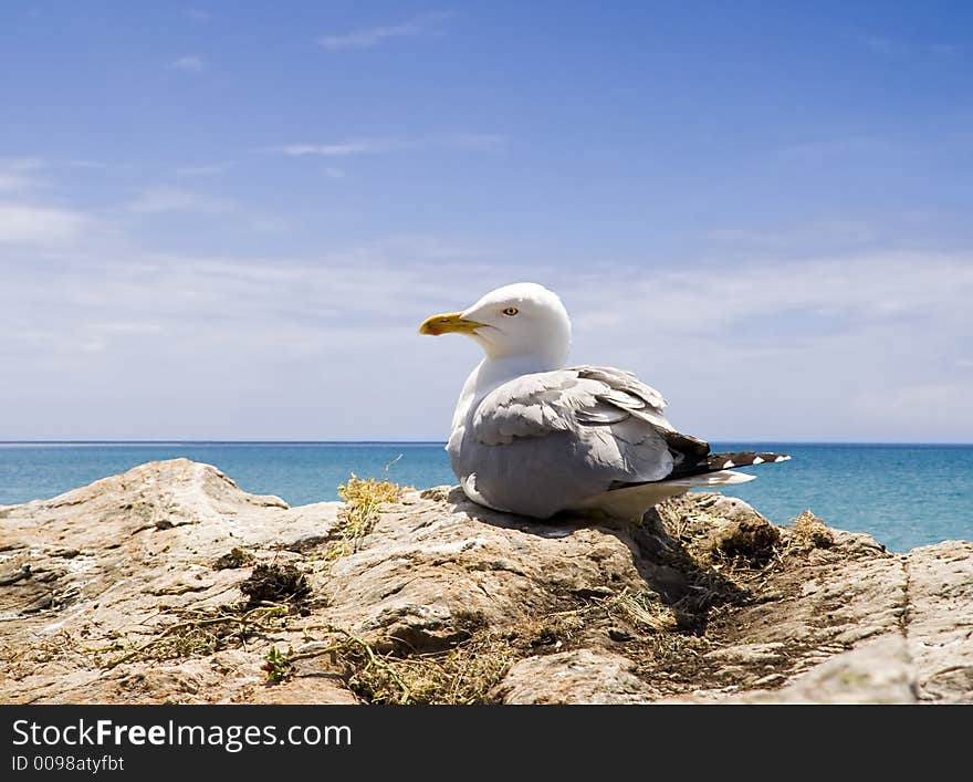 Seagull