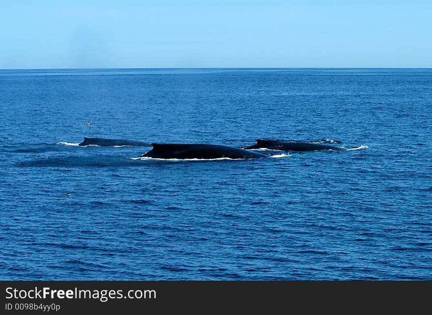 Three humpback whales on Stellwagon bank. Three humpback whales on Stellwagon bank