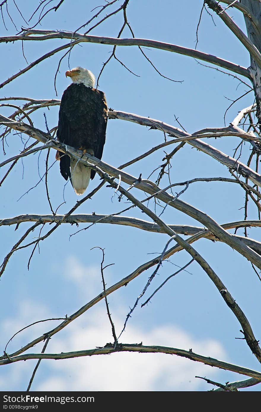 Bald Eagle Up on Ladder