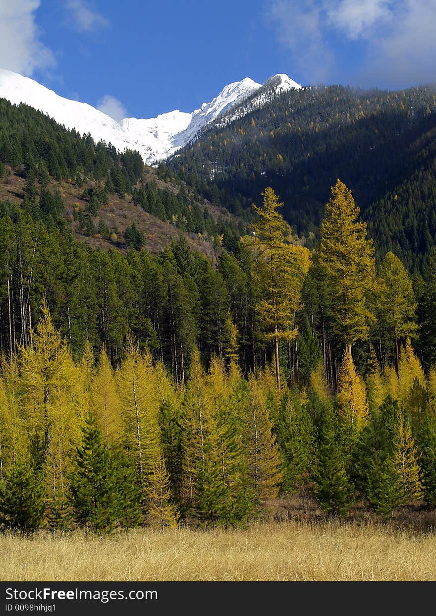 Golden Tamaracks below the Swan Mountains