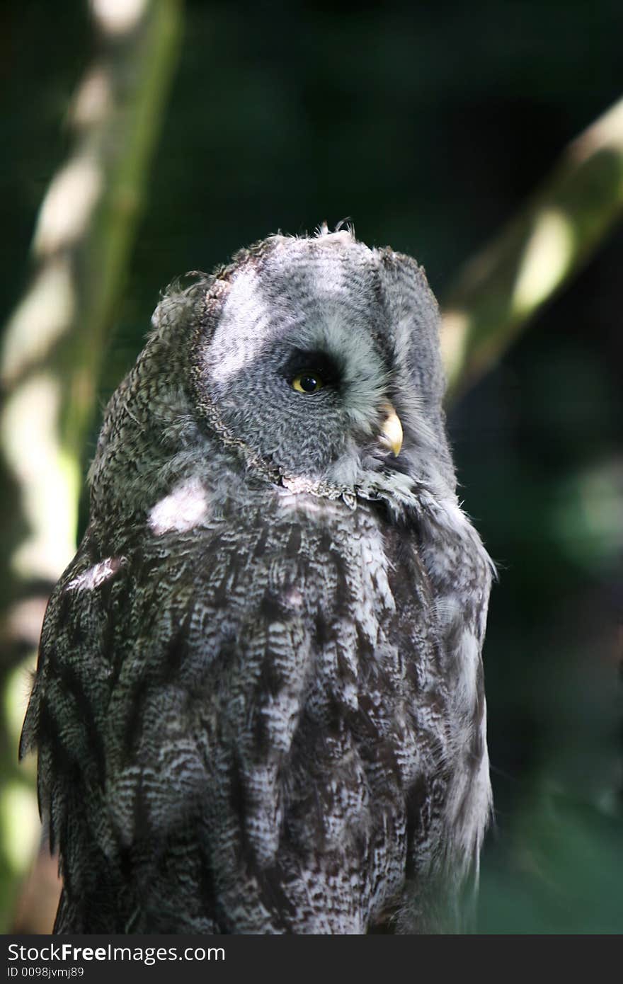 Great grey owl