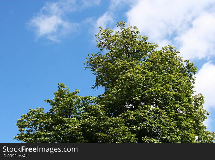 Tree and sky