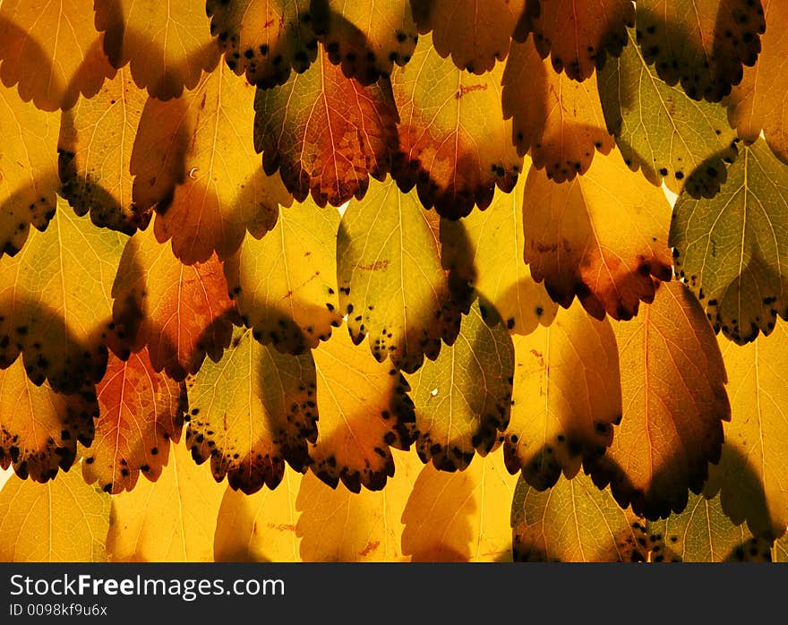 Autumn leaves in autumn colors, arranged on top of each other forming a featherlike pattern, very apparent texture and detail, great for backgrounds. Autumn leaves in autumn colors, arranged on top of each other forming a featherlike pattern, very apparent texture and detail, great for backgrounds