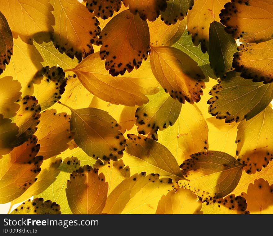 Autumn leaves in yellow and green, black dots form a pattern on some, arranged in a crossing pattern and lit from behind to get detail and shadows. Autumn leaves in yellow and green, black dots form a pattern on some, arranged in a crossing pattern and lit from behind to get detail and shadows