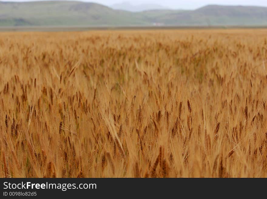 A field of corn, stretching towards a mountainrange in the distance. A field of corn, stretching towards a mountainrange in the distance