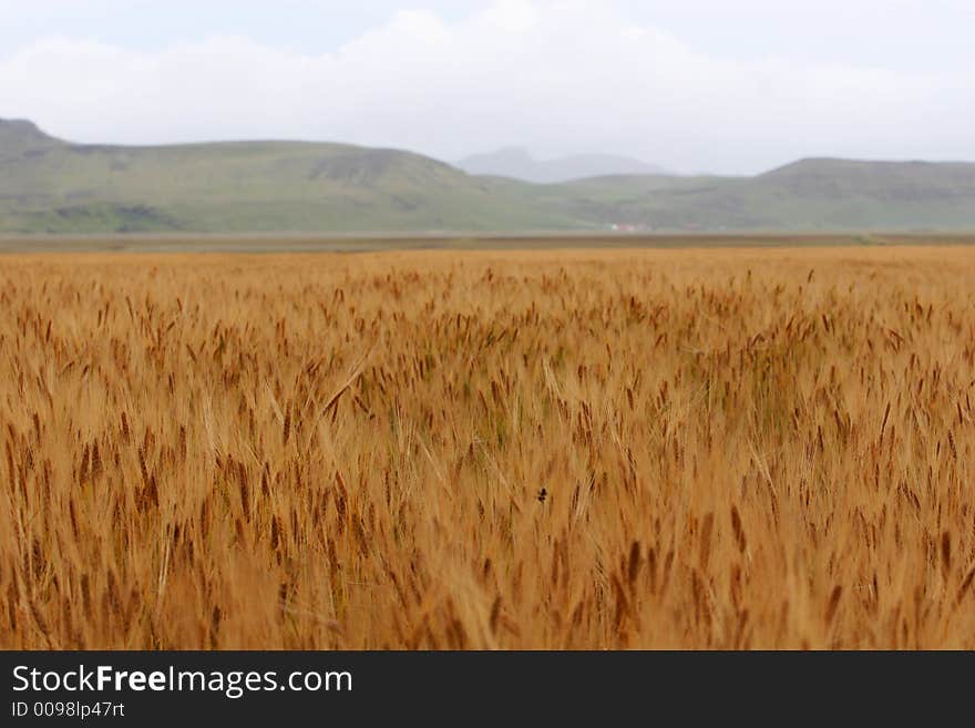 A field of corn, stretching towards a mountainrange in the distance