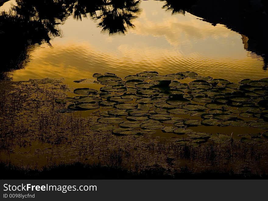 Lily pads at sunset with reflective sky.