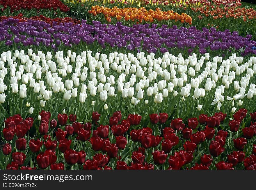 Colorful tulips in netherlands tulip gardens