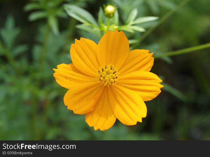 Orange flower on green background