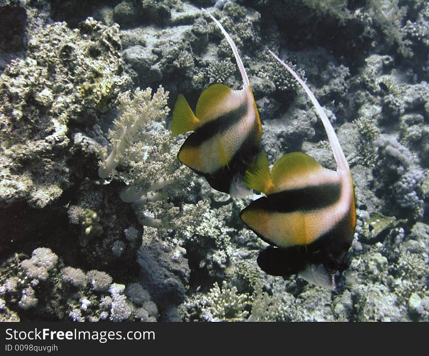 Pair Of Bannerfishes