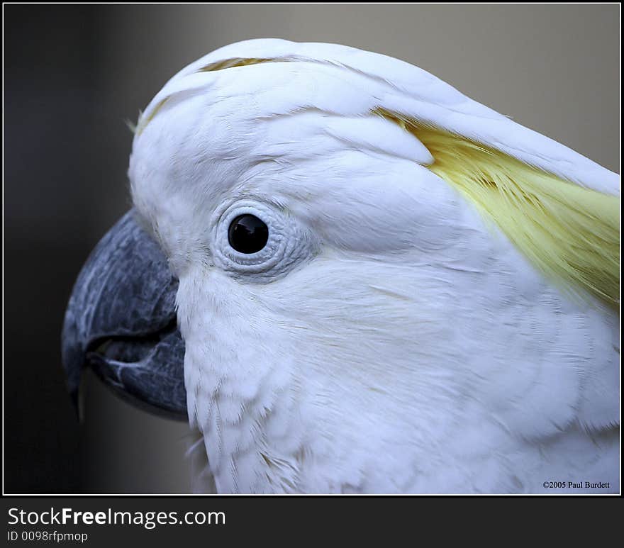 Cockatoo photographed at Australia Zoo