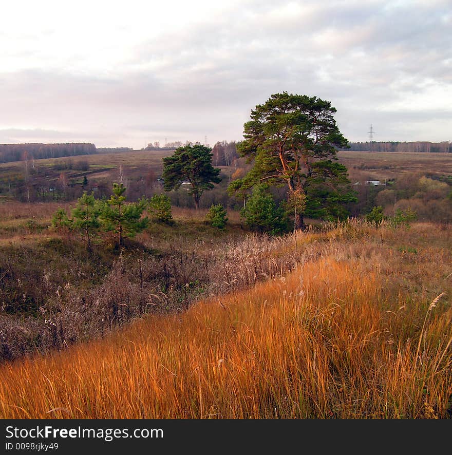 Autumn morning. Lonely a pine in a field and a yellow grass.